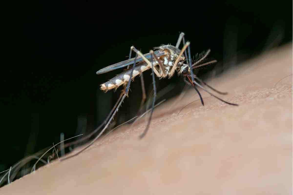 Piège à moustique d’Alexandre Réant : est-ce la solution révolutionnaire contre les invasions de moustiques ?