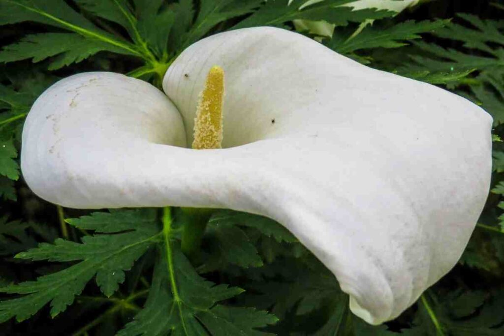 période pour déplacer un arum