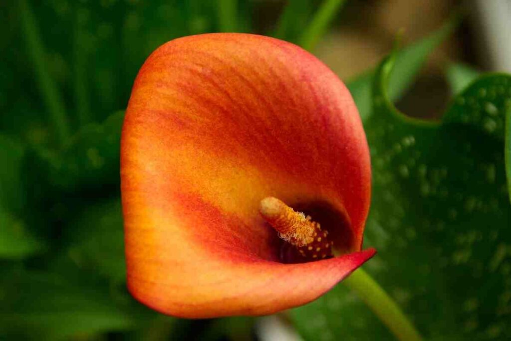 période pour déplacer un arum