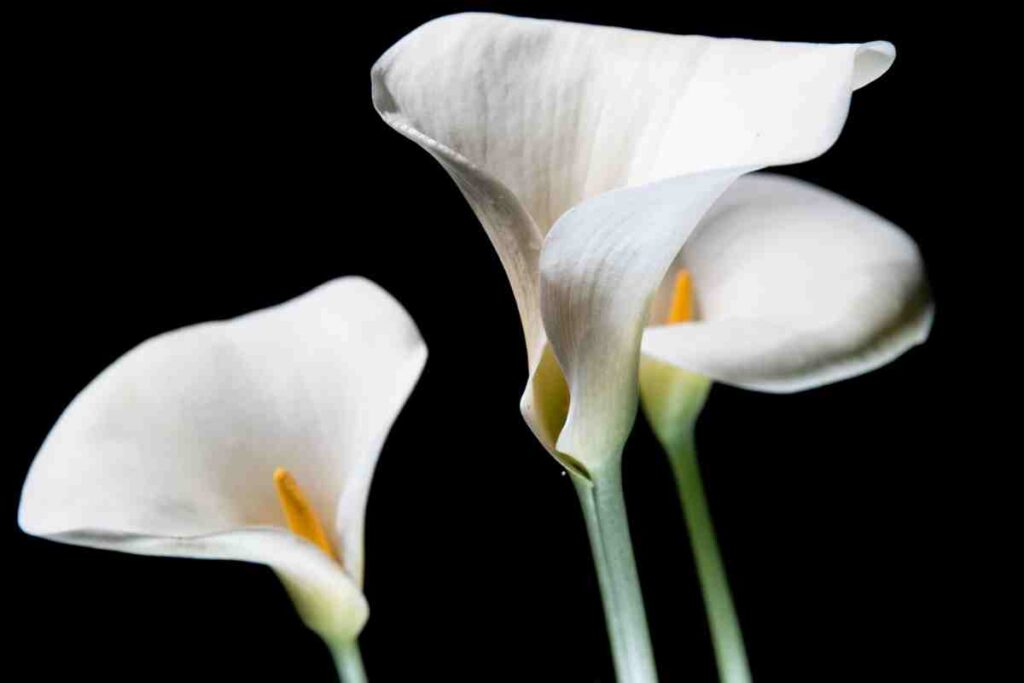 période pour déplacer un arum