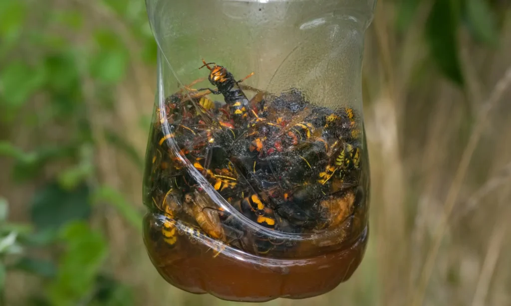 piège à frelon asiatique d'Étienne Martin